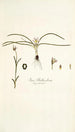 Ixia bulbocodium - Nikolaus Joseph Freiherr von Jacquin — vista de la obra