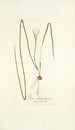 Ixia chloroleuca - Nikolaus Joseph Freiherr von Jacquin — vista de la obra