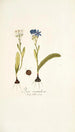 Ixia corymbosa - Nikolaus Joseph Freiherr von Jacquin | Cuadro — vista de la obra