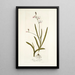 Ixia falcata - Nikolaus Joseph Freiherr von Jacquin — cuadro enmarcado en la pared