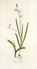 Ixia falcata - Nikolaus Joseph Freiherr von Jacquin — vista de la obra