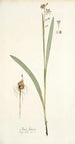 Ixia lancea - Nikolaus Joseph Freiherr von Jacquin — vista de la obra