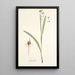 Ixia lancea - Nikolaus Joseph Freiherr von Jacquin — cuadro enmarcado en la pared