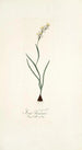 Ixia linearis - Nikolaus Joseph Freiherr von Jacquin — vista de la obra