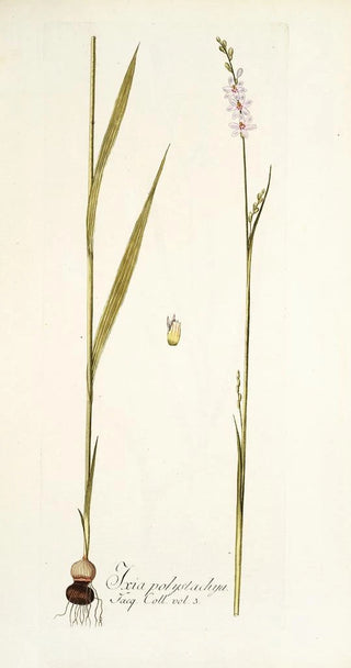 Nikolaus Joseph Freiherr von Jacquin - Ixia polystachya.webp