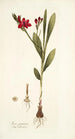 Ixia punicea - Nikolaus Joseph Freiherr von Jacquin — vista de la obra