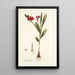 Ixia punicea - Nikolaus Joseph Freiherr von Jacquin — cuadro enmarcado en la pared