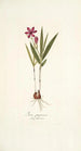Ixia purpurea - Nikolaus Joseph Freiherr von Jacquin — vista de la obra