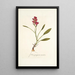Ixia purpurea varietas - Nikolaus Joseph Freiherr von Jacquin — cuadro enmarcado en la pared