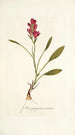 Ixia purpurea varietas - Nikolaus Joseph Freiherr von Jacquin — vista de la obra
