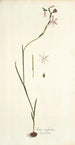 Ixia radiata - Nikolaus Joseph Freiherr von Jacquin — vista de la obra