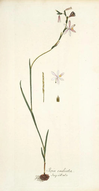 Nikolaus Joseph Freiherr von Jacquin - Ixia radiata.webp