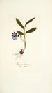 Ixia rubrocyanea - Nikolaus Joseph Freiherr von Jacquin — vista de la obra