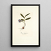 Ixia rubrocyanea - Nikolaus Joseph Freiherr von Jacquin — cuadro enmarcado en la pared