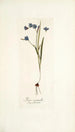 Ixia secunda - Nikolaus Joseph Freiherr von Jacquin — vista de la obra