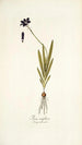 Ixia uniflora - Nikolaus Joseph Freiherr von Jacquin — vista de la obra