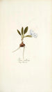 Ixia villosa - Nikolaus Joseph Freiherr von Jacquin — vista de la obra