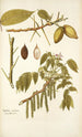 Juglans cinerea - Nikolaus Joseph Freiherr von Jacquin — vista de la obra