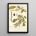Juglans cinerea - Nikolaus Joseph Freiherr von Jacquin — cuadro enmarcado en la pared