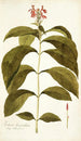 Justicia bracteolata - Nikolaus Joseph Freiherr von Jacquin — vista de la obra