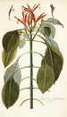 Justicia pulcherrima - Nikolaus Joseph Freiherr von Jacquin — vista de la obra