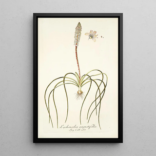 Nikolaus Joseph Freiherr von Jacquin - Lachenalia angustifolia.webp