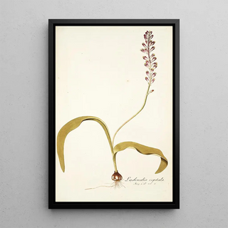 Nikolaus Joseph Freiherr von Jacquin - Lachenalia isopetala.webp