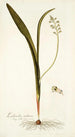 Lachenalia mediana - Nikolaus Joseph Freiherr von Jacquin — vista de la obra