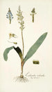 Lachenalia orchioides - Nikolaus Joseph Freiherr von Jacquin — vista de la obra