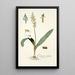 Lachenalia orchioides - Nikolaus Joseph Freiherr von Jacquin — cuadro enmarcado en la pared