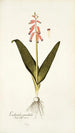 Lachenalia pendula - Nikolaus Joseph Freiherr von Jacquin — vista de la obra