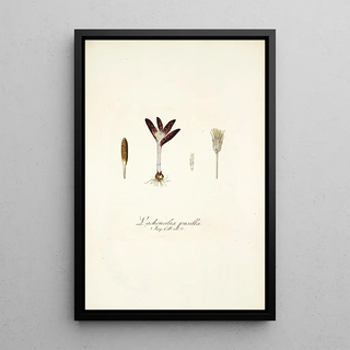 Nikolaus Joseph Freiherr von Jacquin - Lachenalia pusilla.webp