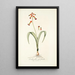 Lachenalia quadricolor - Nikolaus Joseph Freiherr von Jacquin — cuadro enmarcado en la pared
