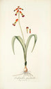 Lachenalia quadricolor - Nikolaus Joseph Freiherr von Jacquin — vista de la obra