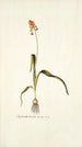 Lachenalia tricolor - Nikolaus Joseph Freiherr von Jacquin — vista de la obra