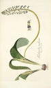 Lachenalia violacea - Nikolaus Joseph Freiherr von Jacquin — vista de la obra