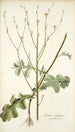 Lactuca intubacea - Nikolaus Joseph Freiherr von Jacquin — vista de la obra