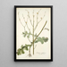 Lactuca intubacea - Nikolaus Joseph Freiherr von Jacquin — cuadro enmarcado en la pared