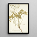 Láserpitium peucedanoides - Nikolaus Joseph Freiherr von Jacquin — cuadro enmarcado en la pared