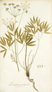 Láserpitium peucedanoides - Nikolaus Joseph Freiherr von Jacquin — vista de la obra