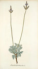 Lavandula pinnata - Nikolaus Joseph Freiherr von Jacquin — vista de la obra