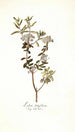 Ledum latifolium - Nikolaus Joseph Freiherr von Jacquin — vista de la obra
