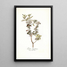 Ledum latifolium - Nikolaus Joseph Freiherr von Jacquin — cuadro enmarcado en la pared