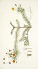 Leysera gnaphalodes - Nikolaus Joseph Freiherr von Jacquin — vista de la obra