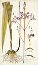 Limodorum tuberosum - Nikolaus Joseph Freiherr von Jacquin — vista de la obra