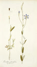 Lisianthus glaucifolius - Nikolaus Joseph Freiherr von Jacquin — vista de la obra