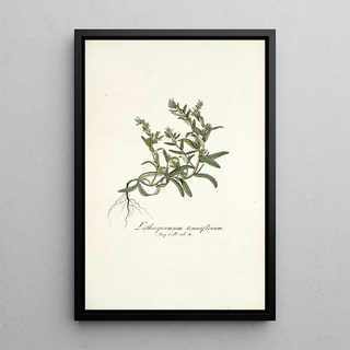 Nikolaus Joseph Freiherr von Jacquin - Lithospermum tenuiflorum.webp