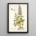 Lobelia siphilitica - Nikolaus Joseph Freiherr von Jacquin — cuadro enmarcado en la pared