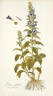 Lobelia siphilitica - Nikolaus Joseph Freiherr von Jacquin — vista de la obra