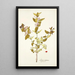 Lonicera tartarica - Nikolaus Joseph Freiherr von Jacquin — cuadro enmarcado en la pared